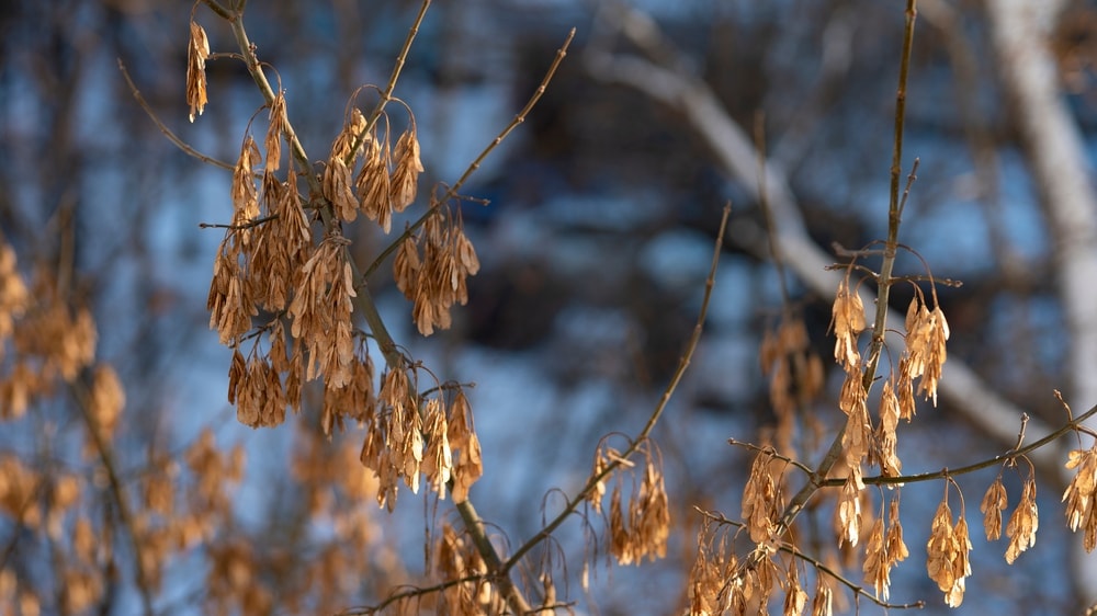 Dry ash tree on winter