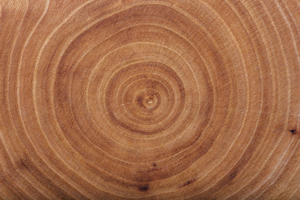 Ash tree wood close up texture