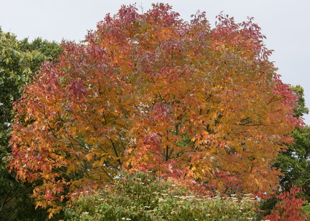 White ash Tree (Fraxinus americana)