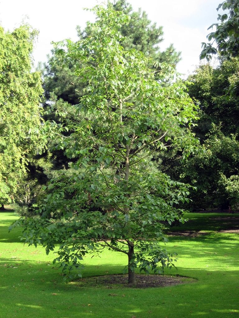 Pumpkin Ash Tree (Fraxinus profunda)