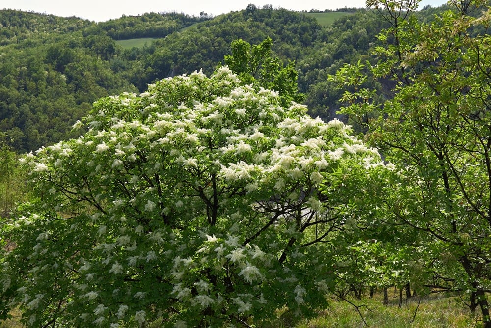Manna Ash Tree (Fraxinus ornus)