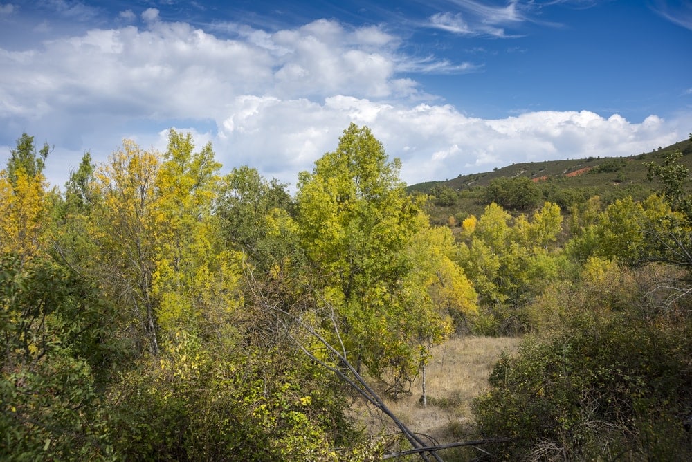 Narrow-leaved Ash Tree (Fraxinus angustifolia)