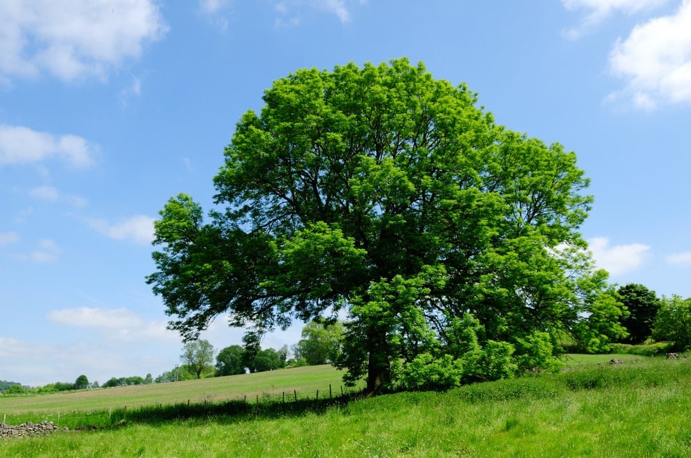 European Ash Tree (Fraxinus excelsior)