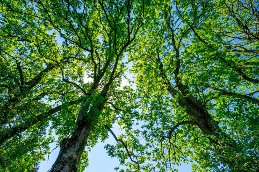 Photo under the ash trees