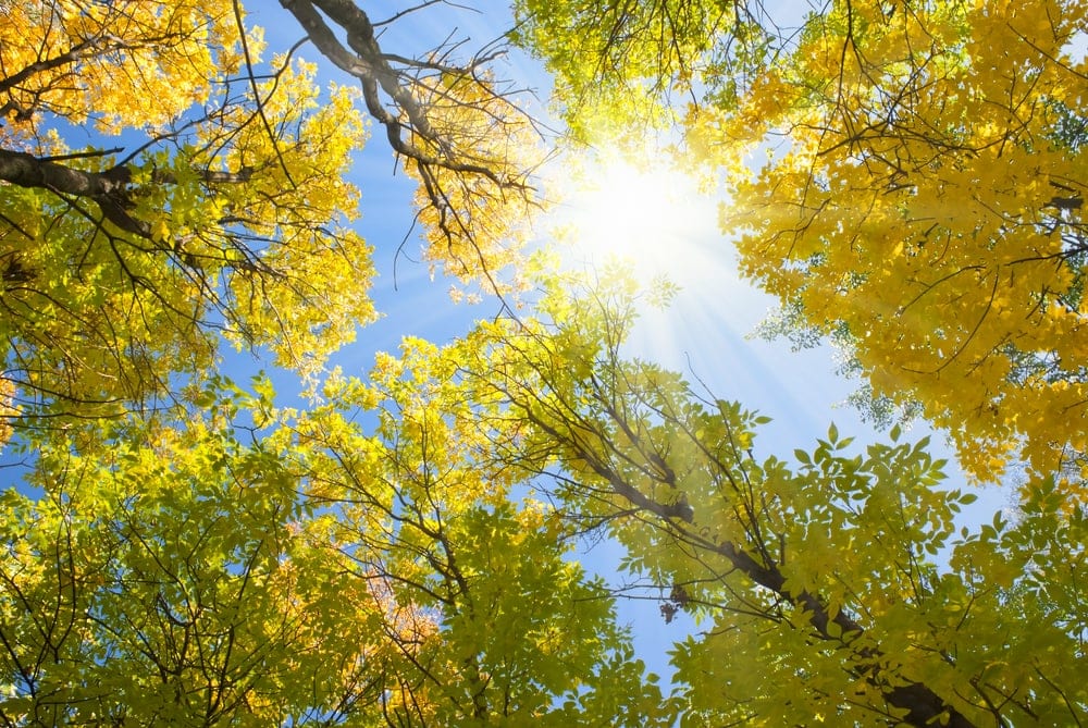 Under the ash trees and sunset