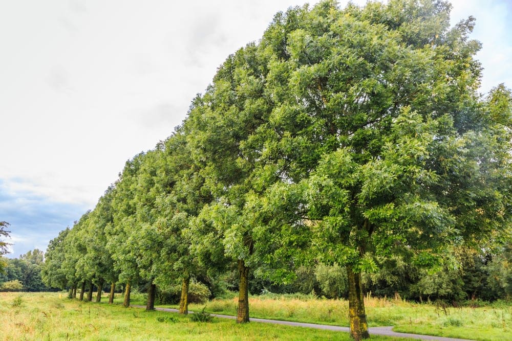 Line up of ash trees