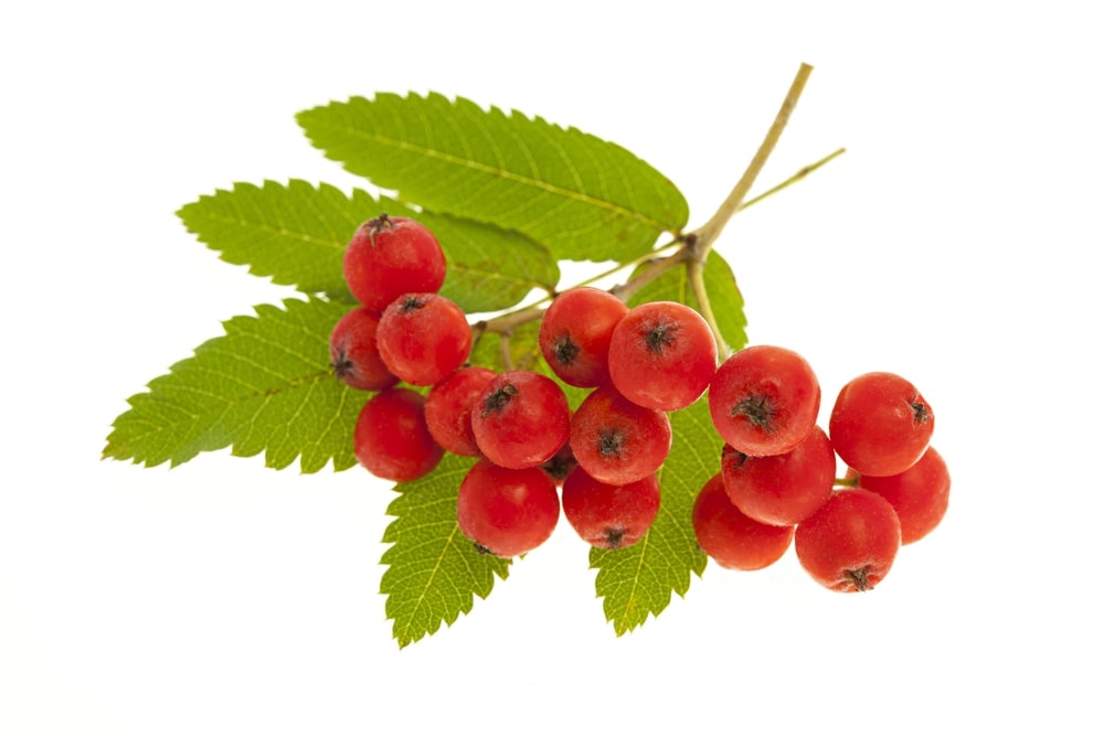 Rowan berries in white background