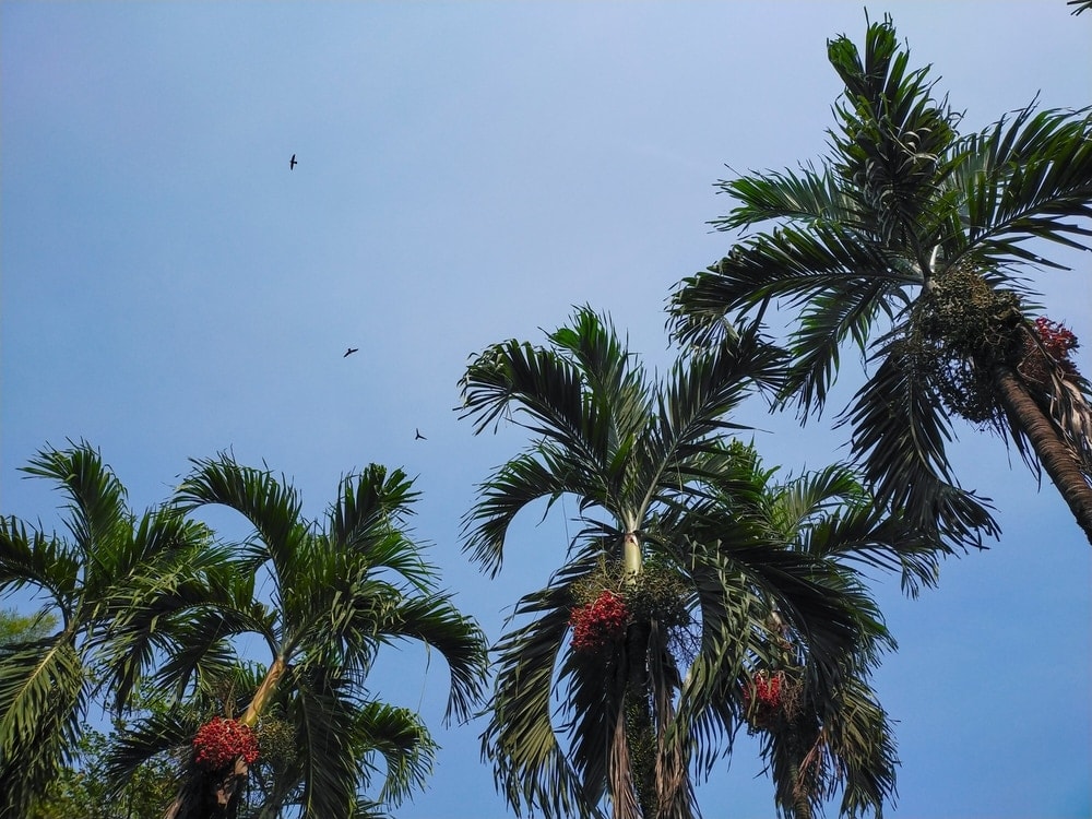Carpentaria Palm (Carpentaria acuminata)