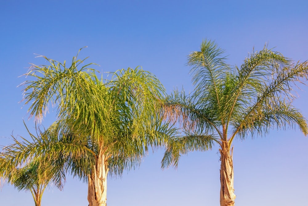 Foxtail Palm (Wodyetia bifurcata)