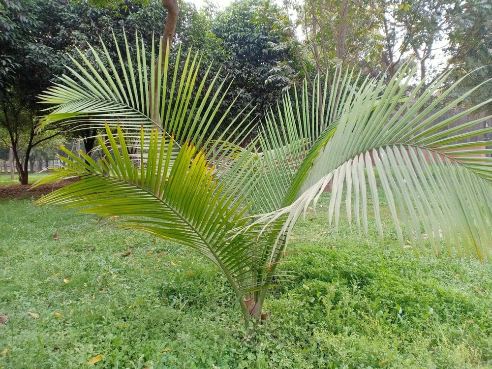 Majesty Palm (Ravenea rivularis)