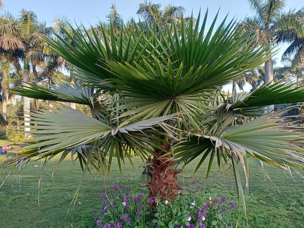 Mexican Fan Palm (Washingtonia robusta)