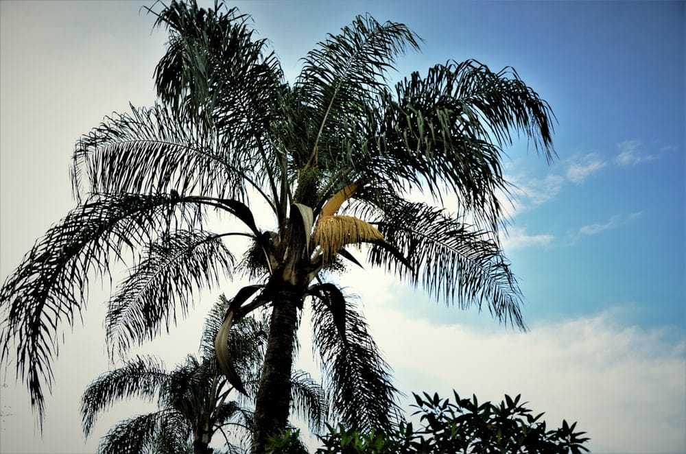 Queen Palm (Syagrus romanzoffiana)