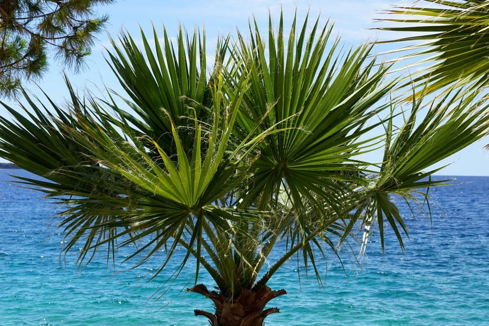 California Fan Palm (Washingtonia filifera)