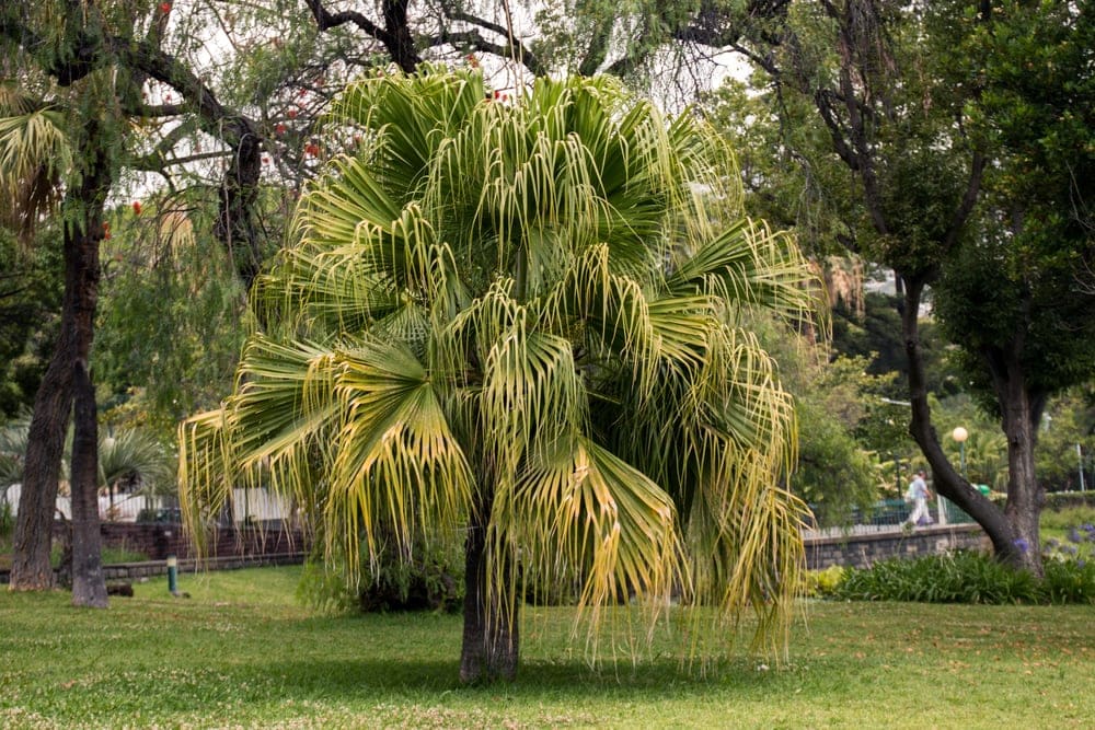 Chinese Fan Palm (Livistona chinensis)