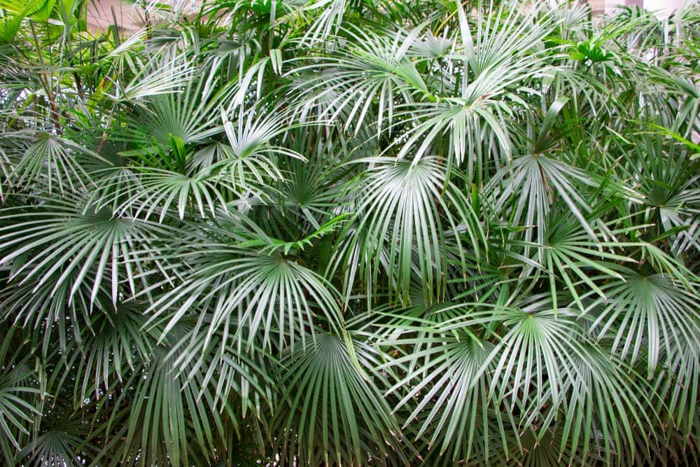 Needle Palm (Rhapidophyllum hystrix)