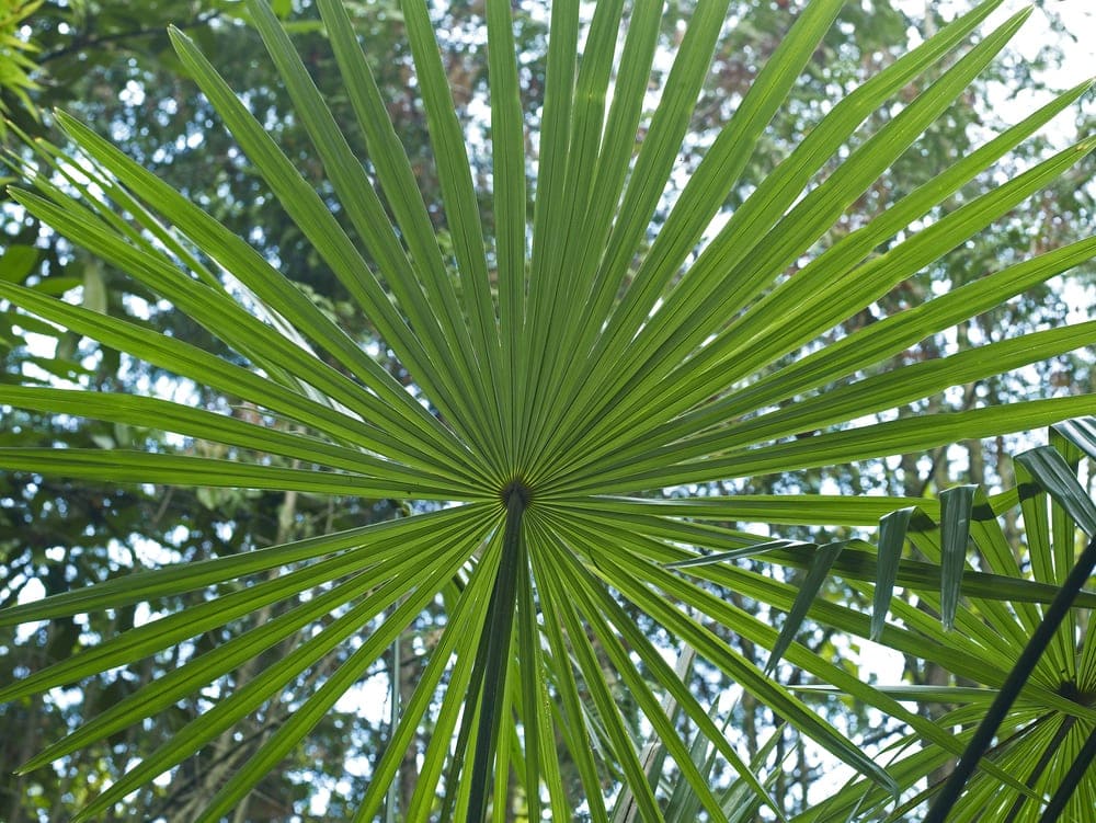 Windmill Palm (Trachycarpus fortune)