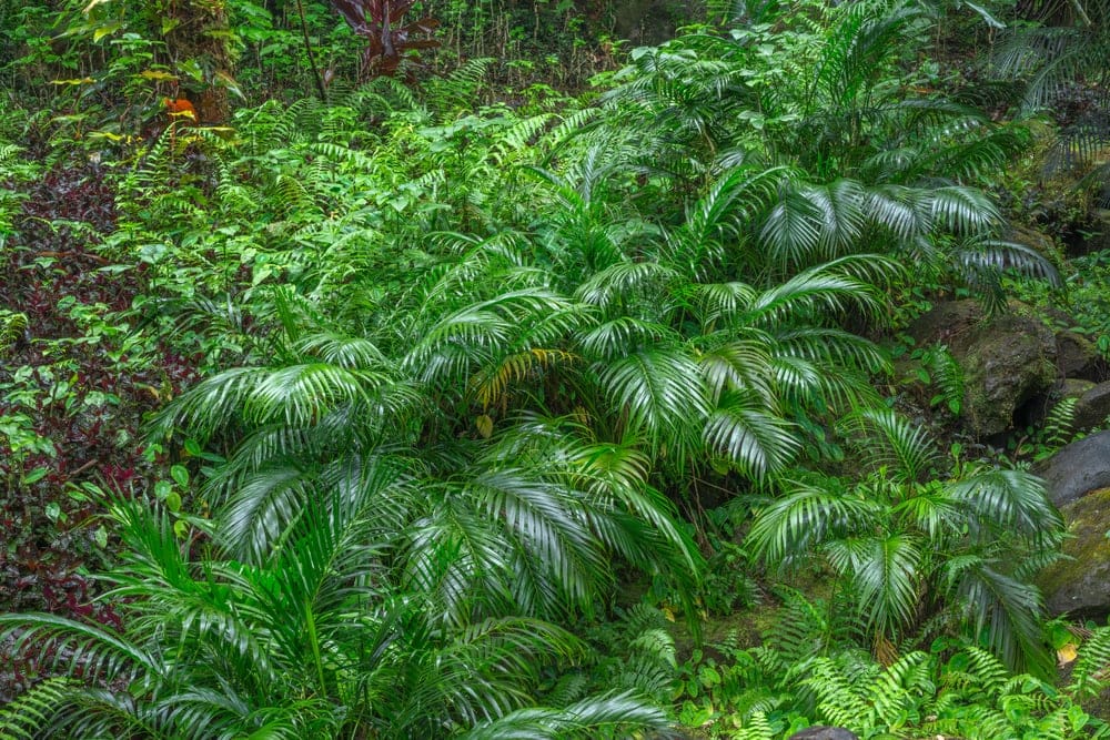 Cat Palm (Chamaedorea cataractarum)