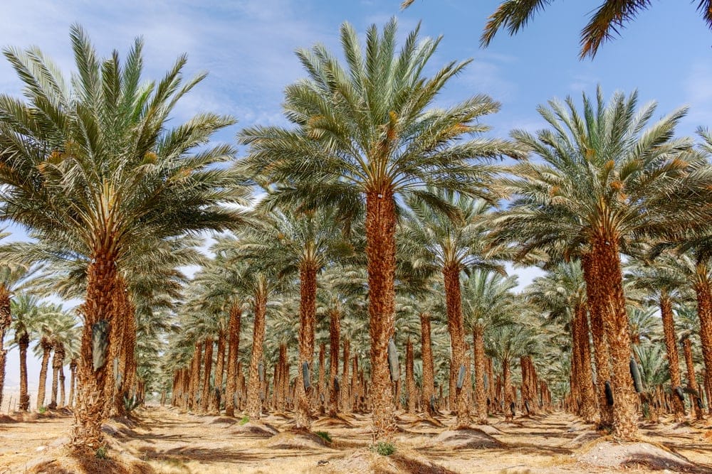 Date Palm (Phoenix dactylifera)