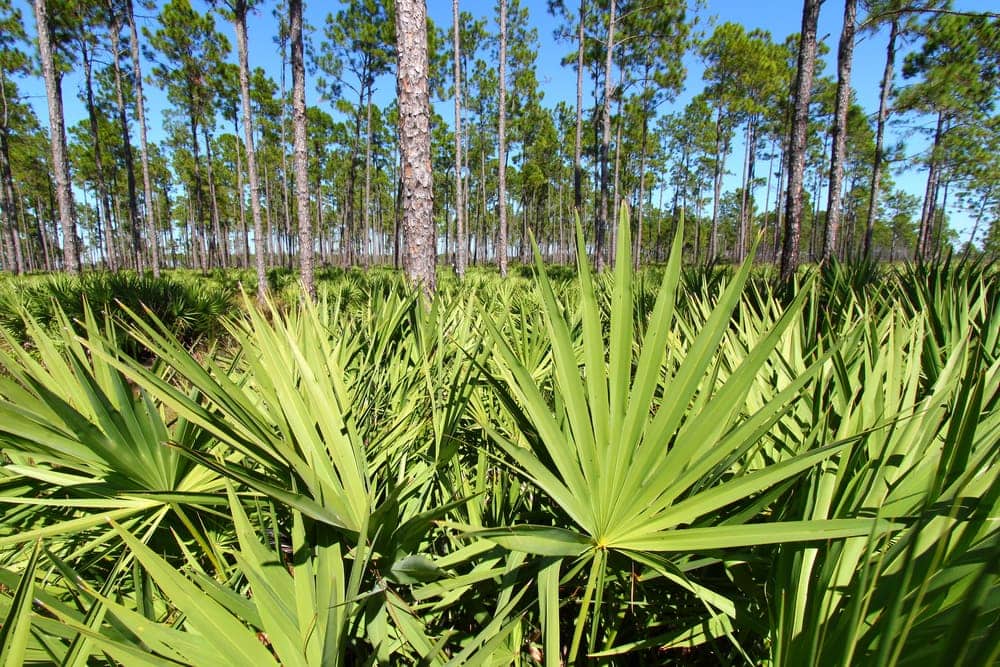 Saw Palmetto Palm (Serenoa repens)