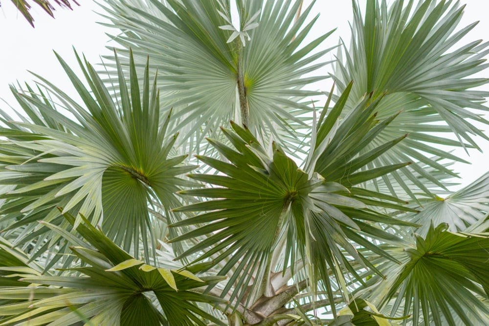 Blue Latan Palm (Latania loddigesii)