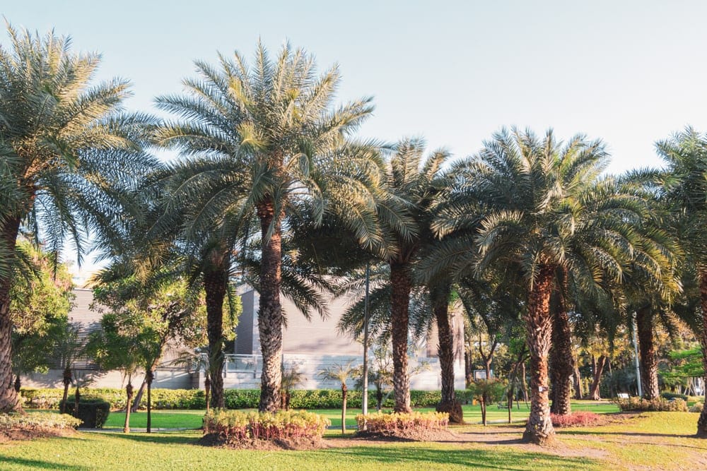 Sylvester Date Palm (Phoenix sylvestris)