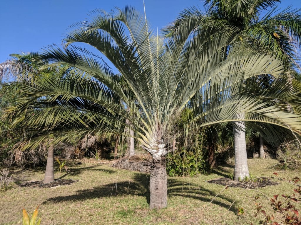 Triangle Palm (Dypsis decaryi)