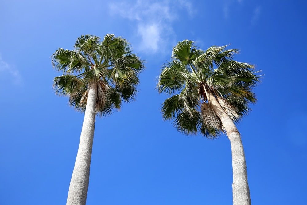 Cabbage Palm (Sabal palmetto)