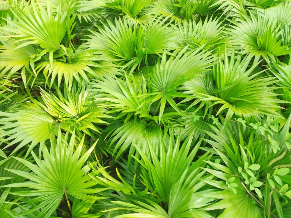 Saw Palmetto Palm (Serenoa repens)