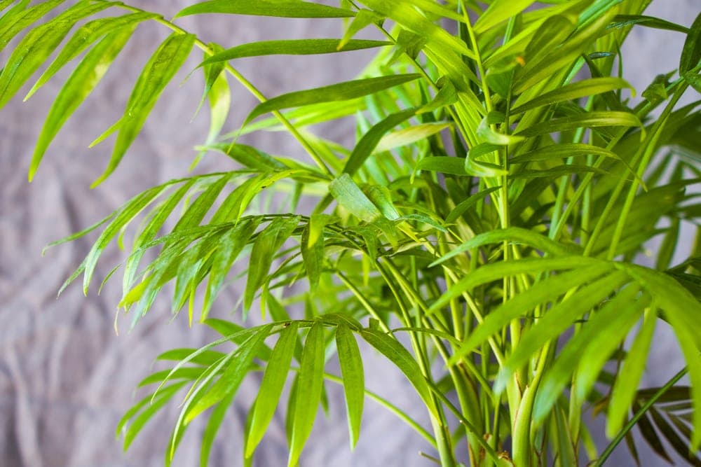 Areca Palm (Chrysalidocarpus lutescens)