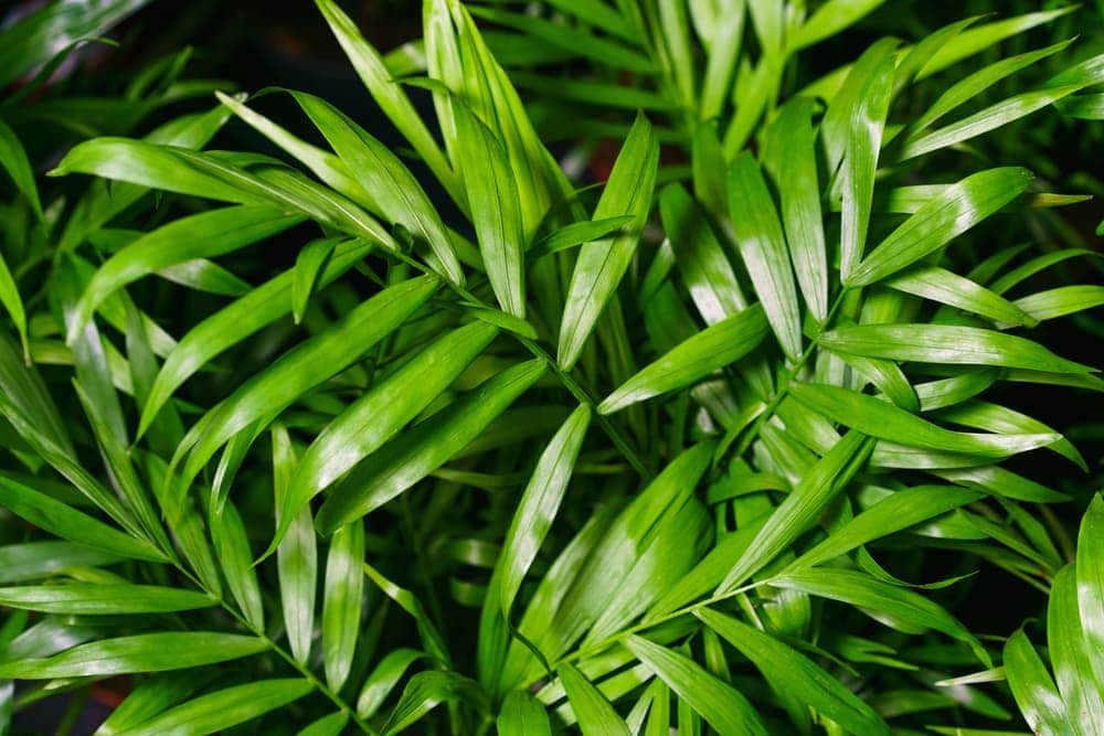 Bamboo Palm (Chamaedorea seifrizii)