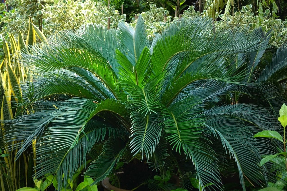 Sago Palm (Cycas revoluta)