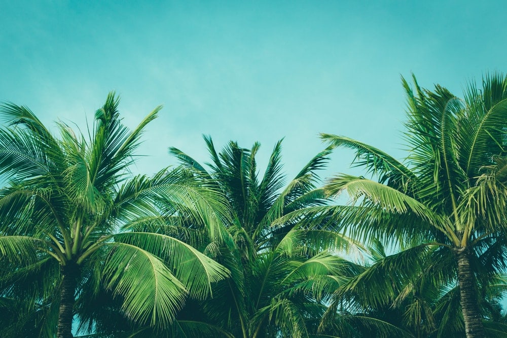 Group of palm trees in blue tone