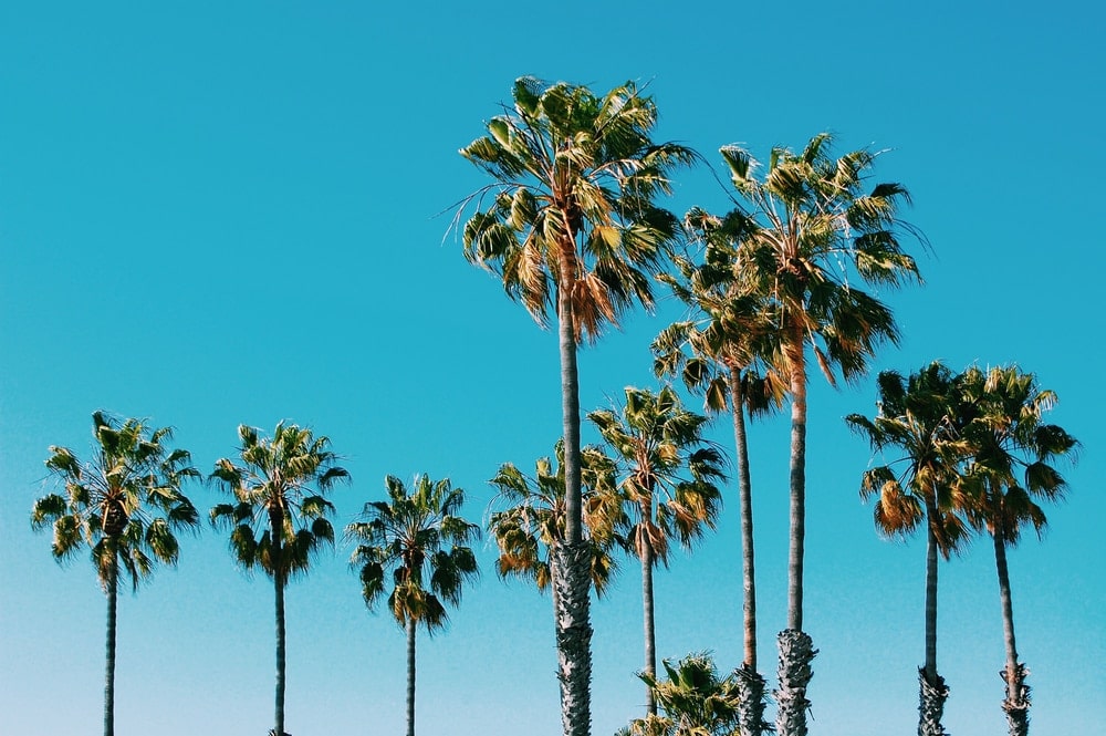 Ten palm trees portrait