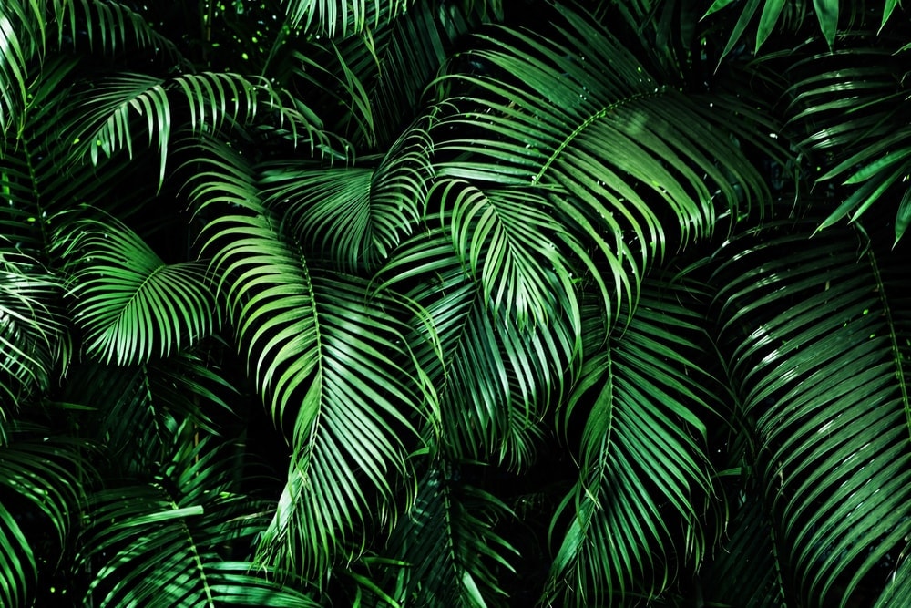 Close up photo of palm trees