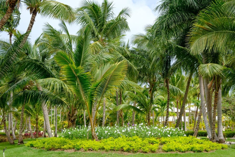 Group of palm trees inside a mansion