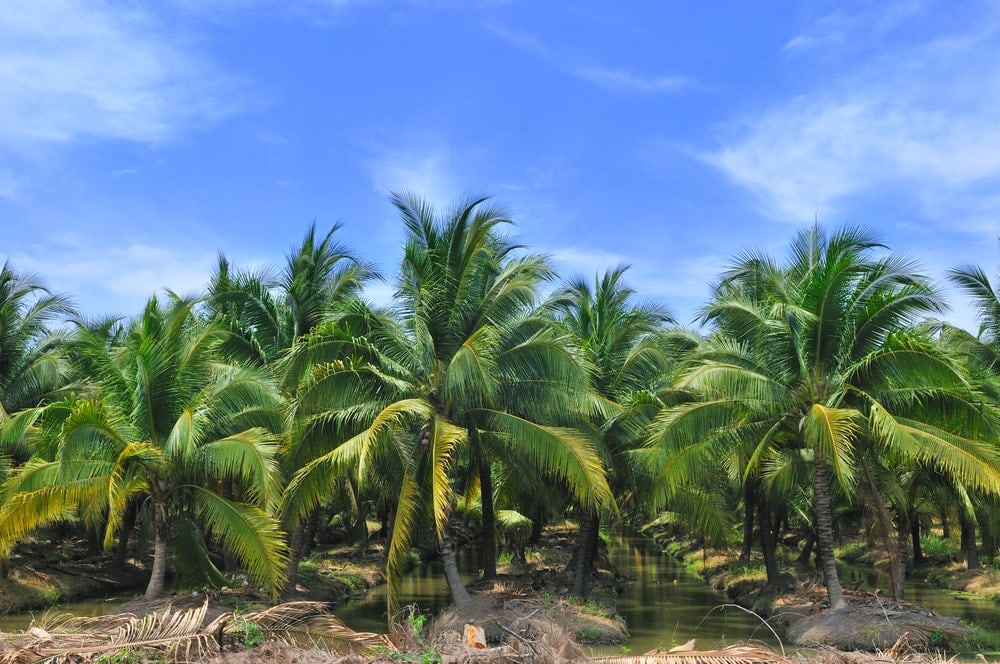 Palm tree in between lakes