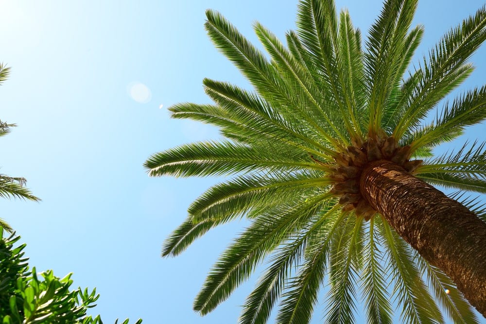 Palm tree with blue sky behind