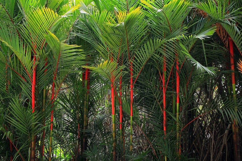 Lipstick Palm (Cyrtostachys renda)