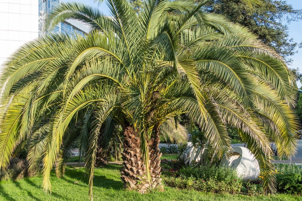 Pindo Palm (Butia capitata)