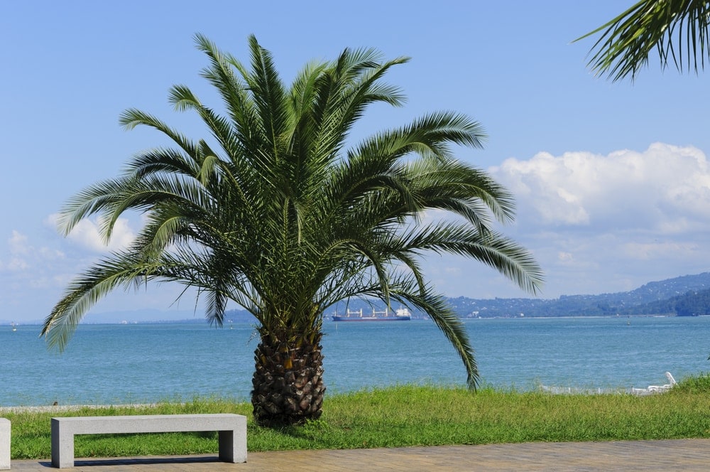 Pygmy Date Palm (Phoenix roebelenii)
