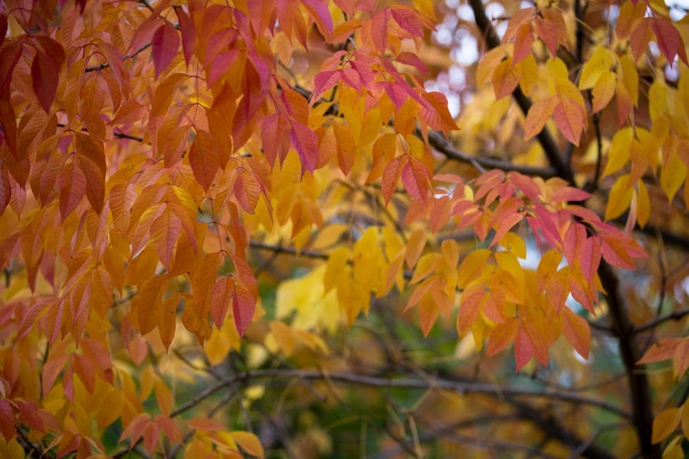 Close up picture of ash trees leaves