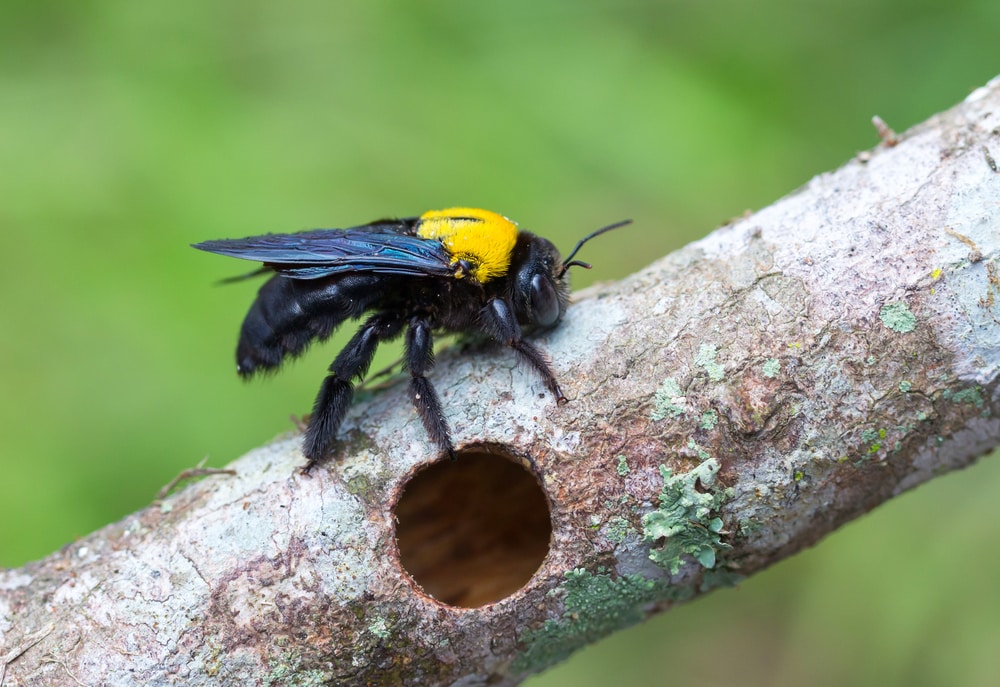 Carpenter Bee (Xylocopa)