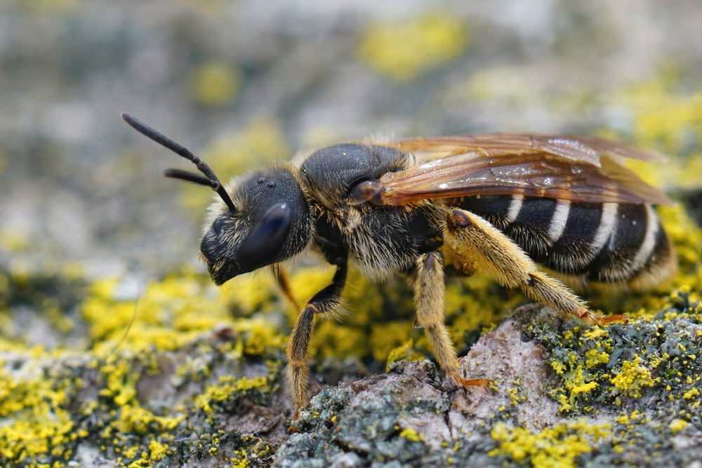 Furrow Bee (Halictus rubicundus)