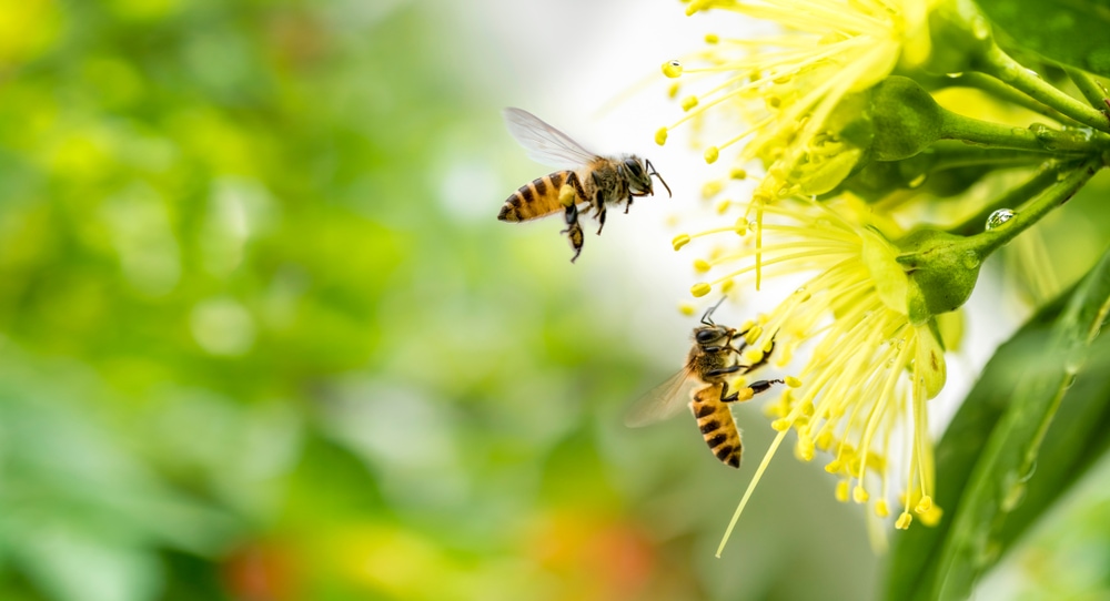 Flying bees collecting pollen on a flower