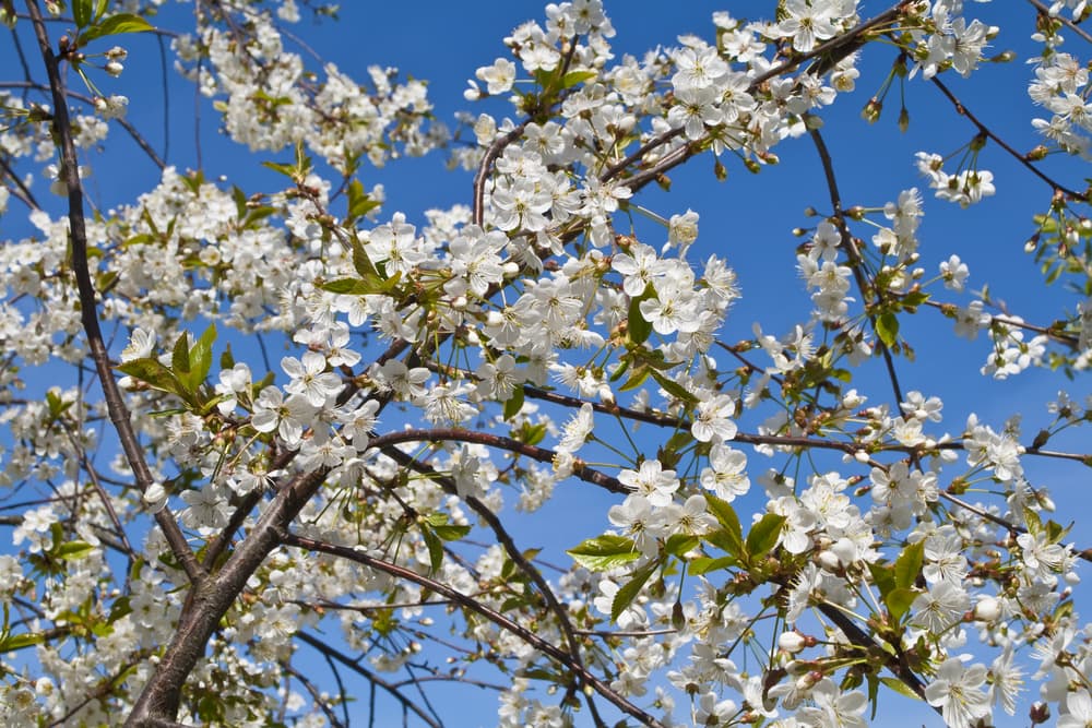 White cherry blossoms leaf on sky background