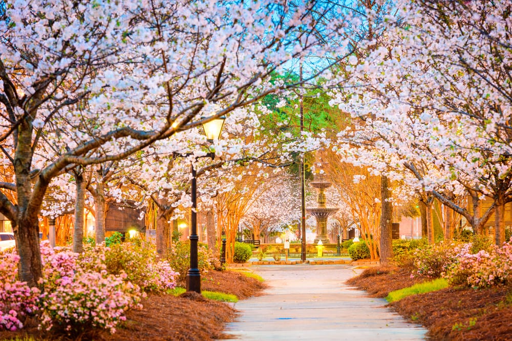 Cherry blossom festival at georgia