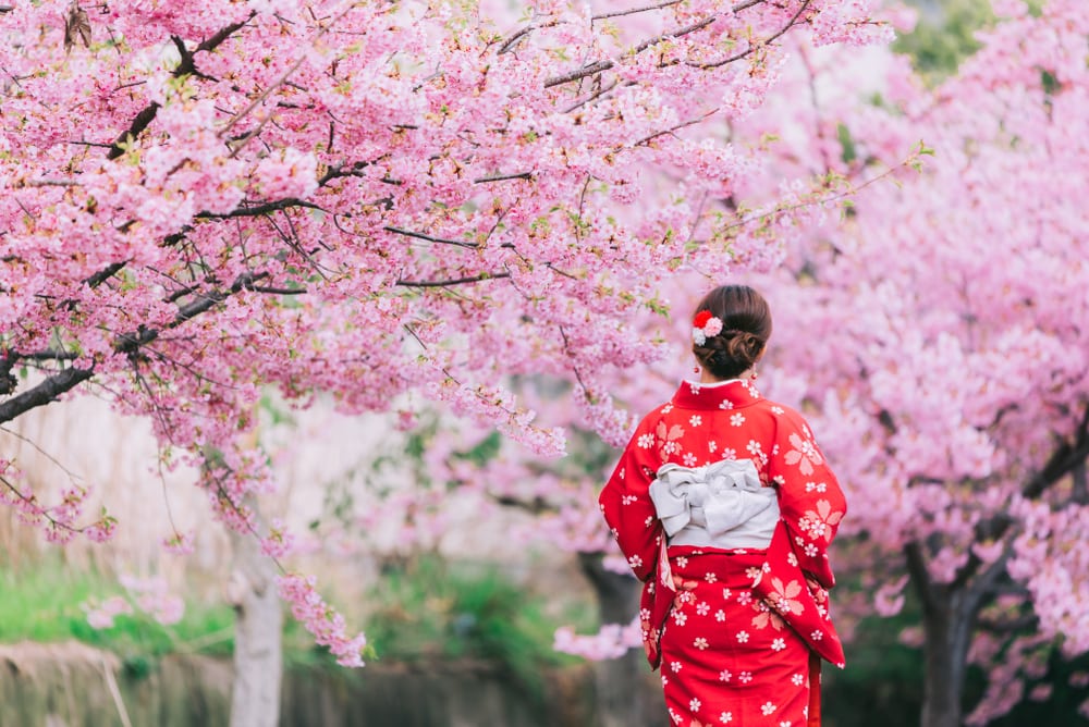 Woman in kimono under the pink cherry trees