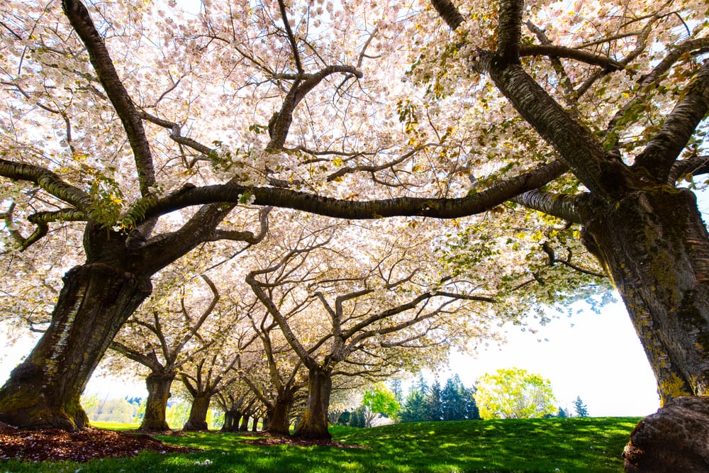 Group of cherry blossom showing off its barks