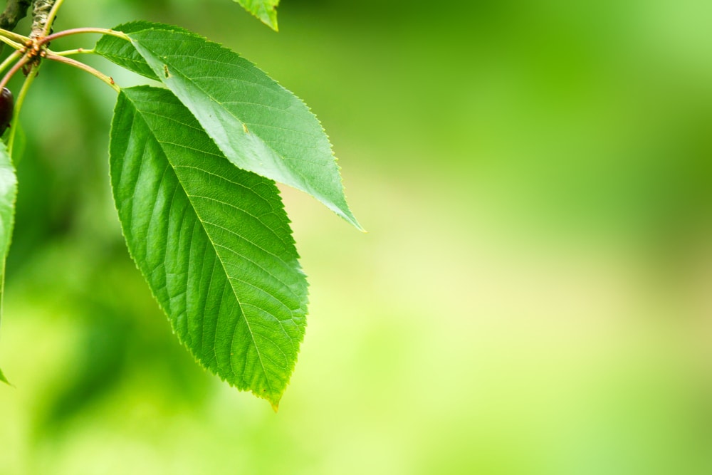 Close up photo of cherry tree leaves
