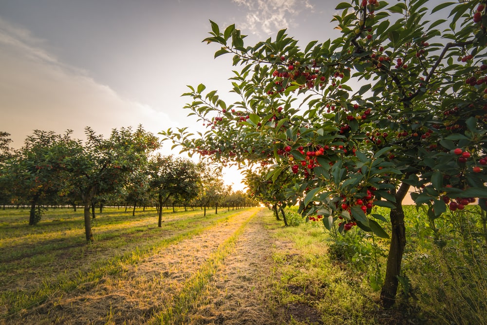 Ripening of cherries behind the sunset